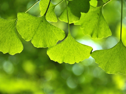 Ginkgo biloba
